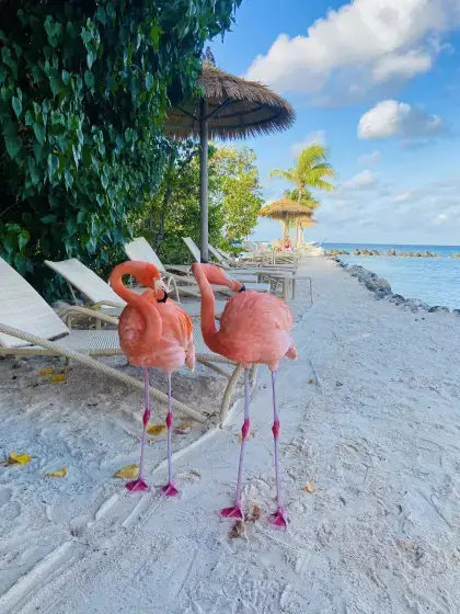 Renaissance Island / Flamingo Beach