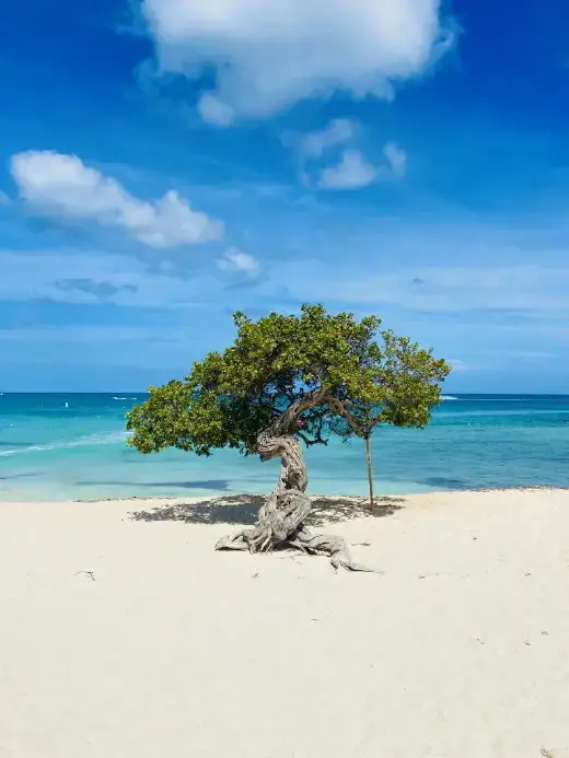 Wide stretch of Eagle Beach with swaying palm trees